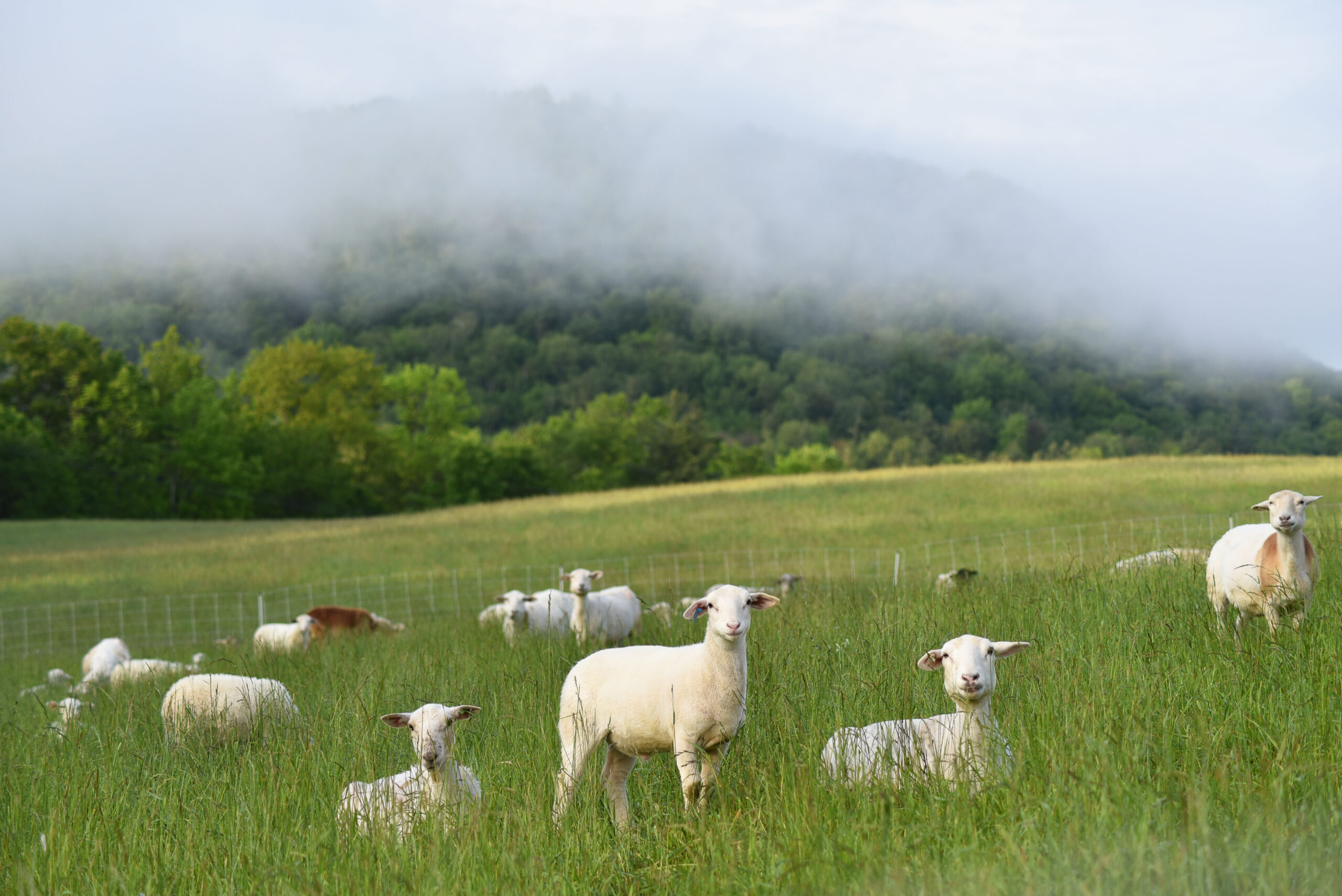 How Labels Bring Consumers into the Soil Movement