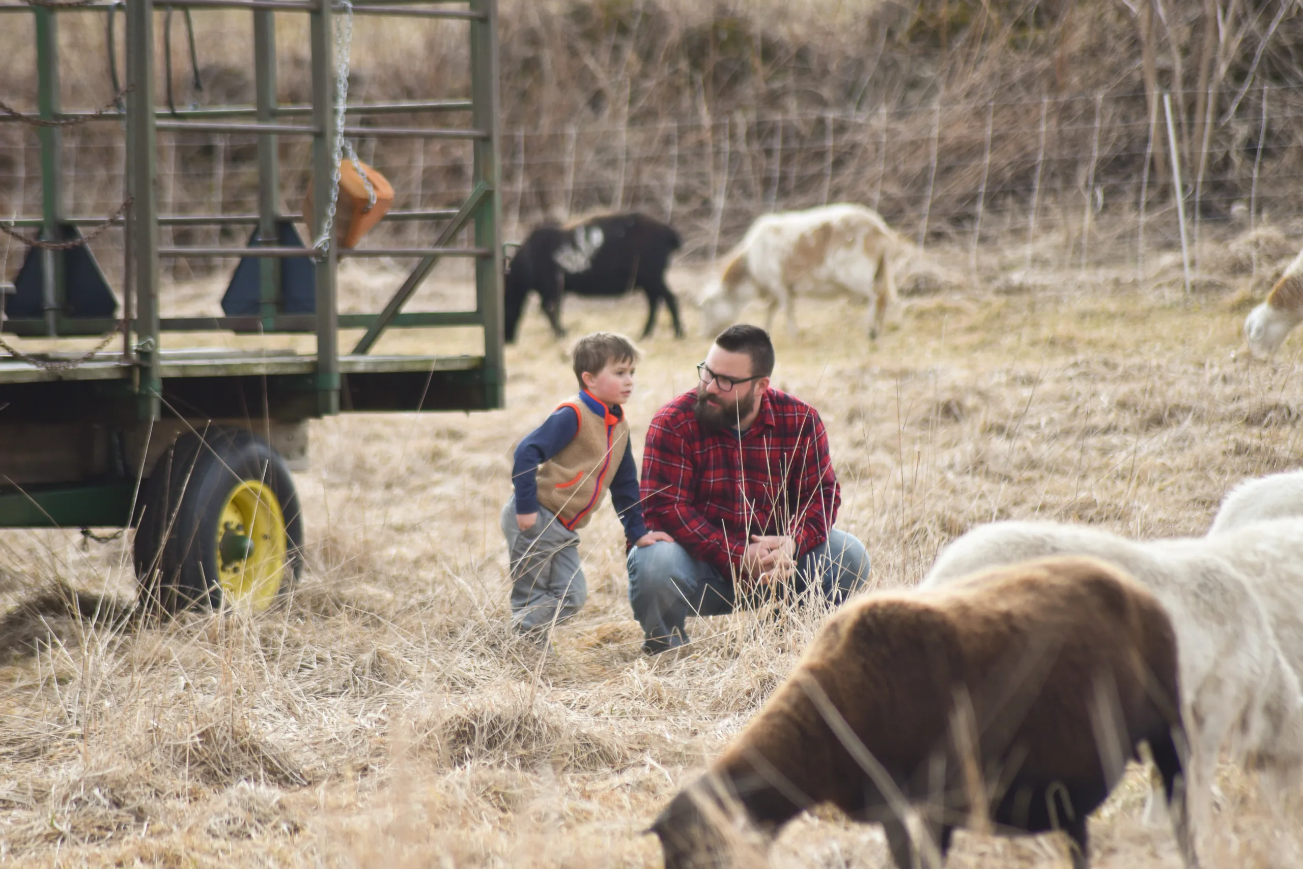 Successful (and Somber) Winter Lamb Harvest