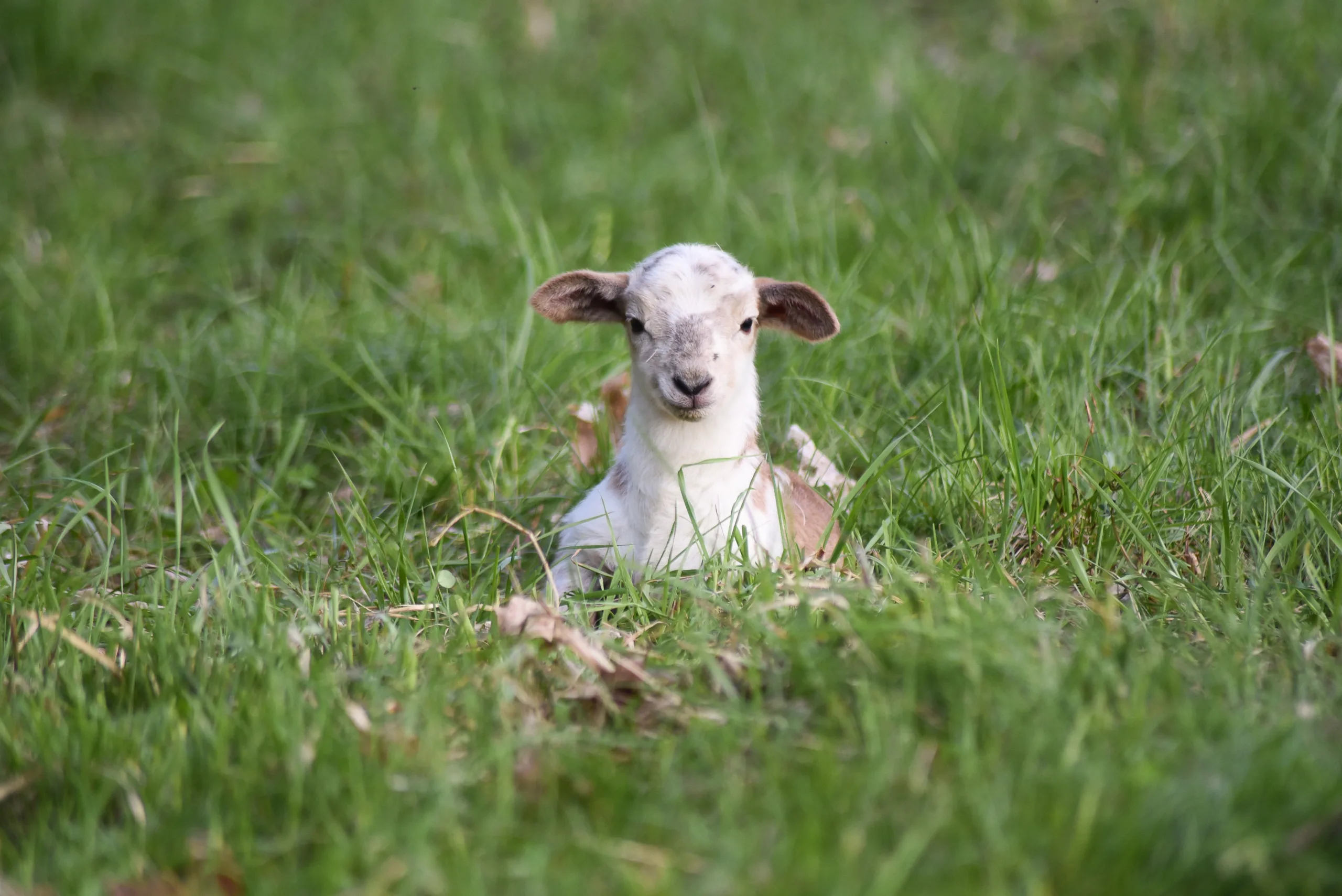 Two Videos of our Baby Chicks and Spring Lambs Springing