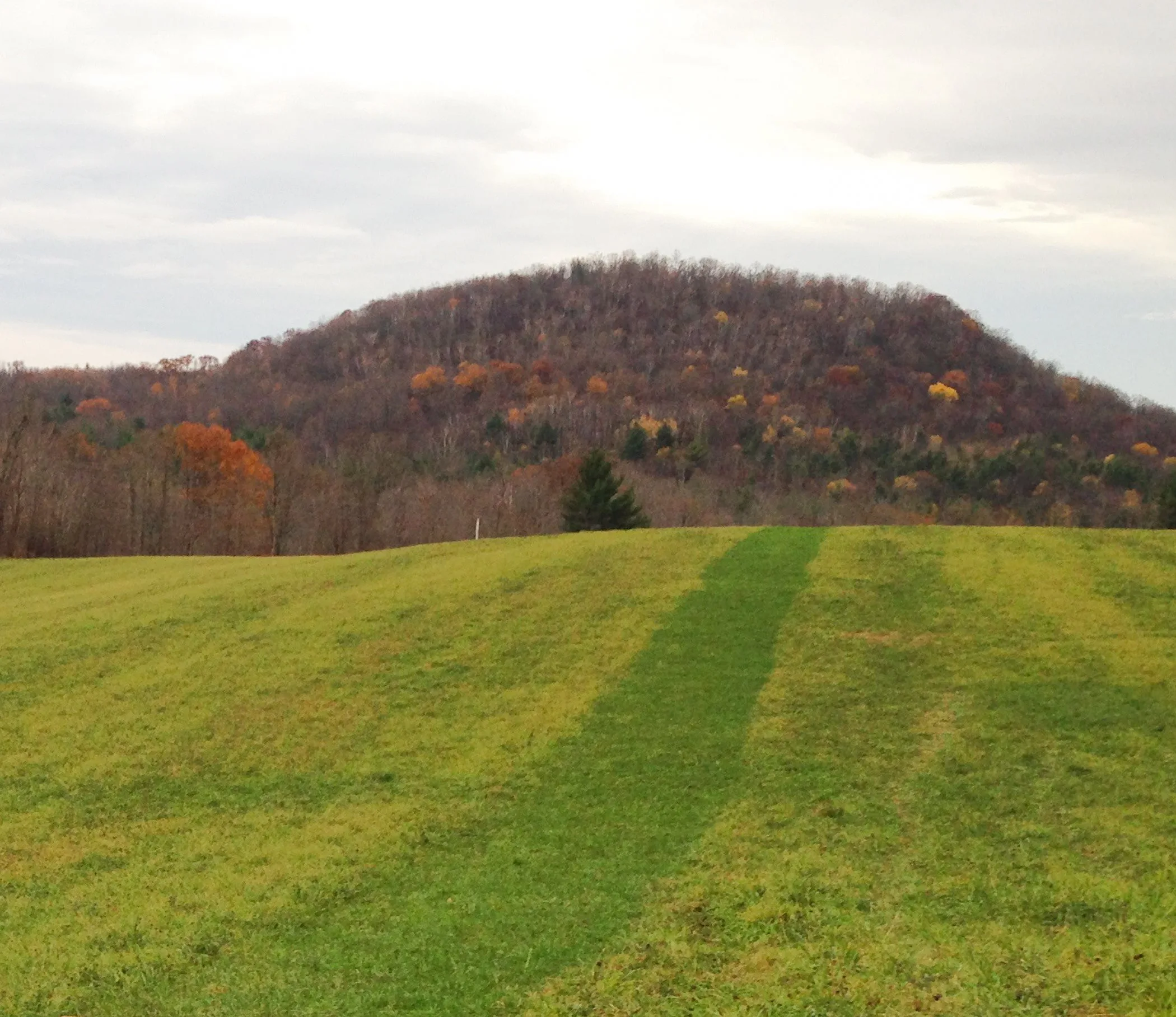 Hayfield Restoration With Chickens: The Exciting Results Can Be Seen From Space!