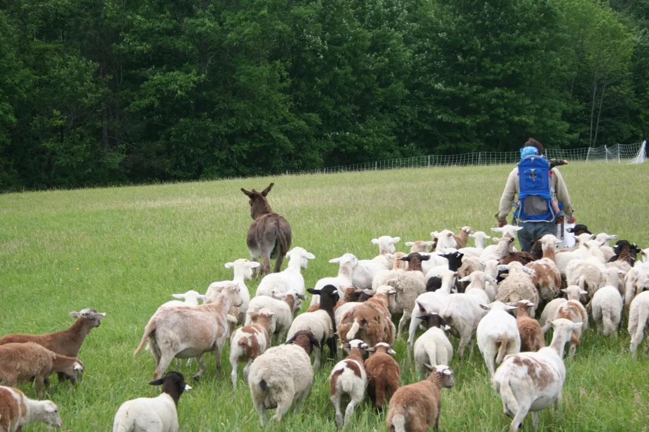 Farm Tours; and We've Got Chicken, Yes We Do...