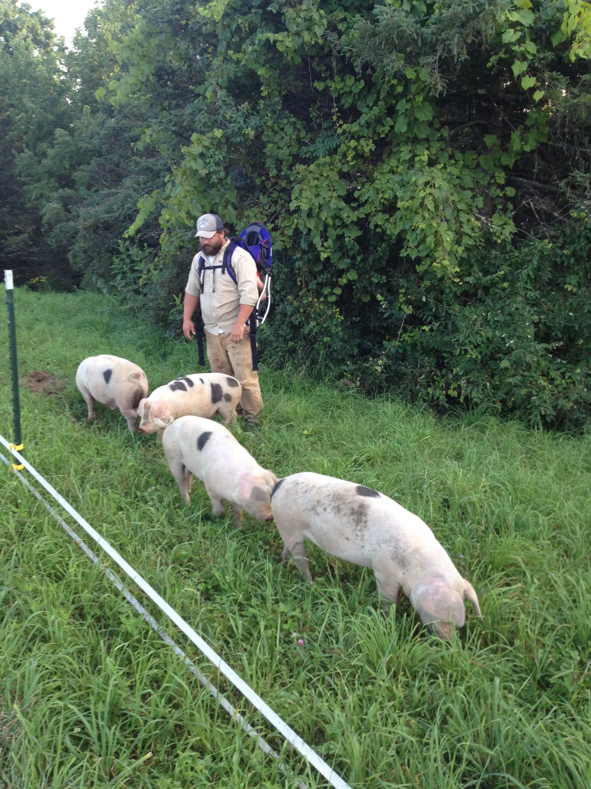 Room to Romp, Room to Roam with Studio Hill's Pasture-Raised Pigs