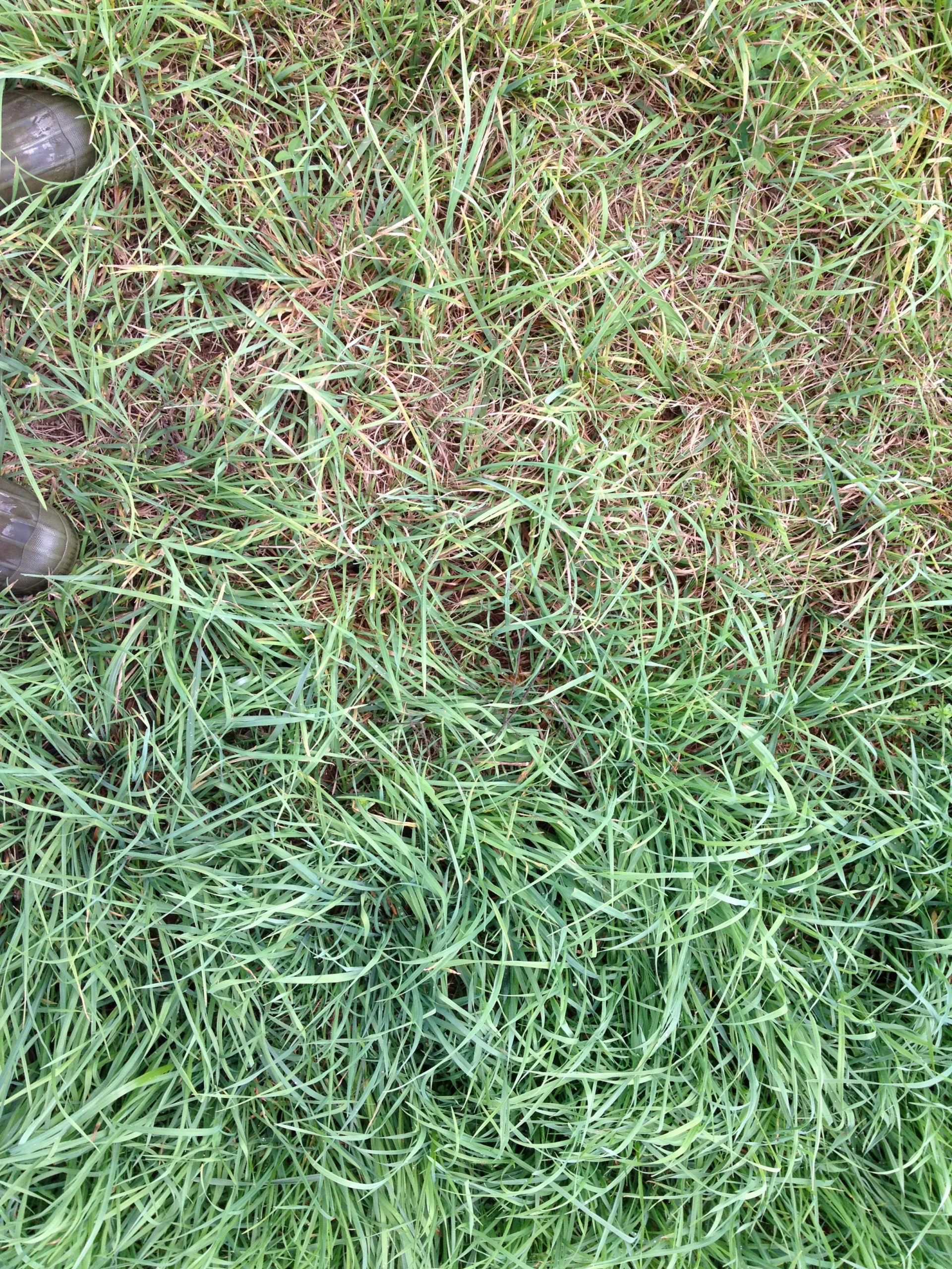 Hayfield Restoration with Chickens: Year One