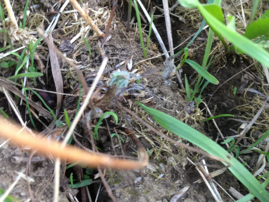 Hope in the Face of Climate Change...and a Quick Look Into The Science of Grass