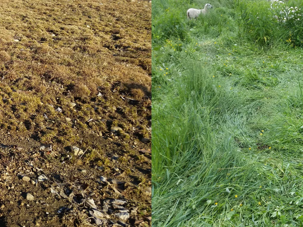 The Vermont Regenerative Agriculture Certification Program